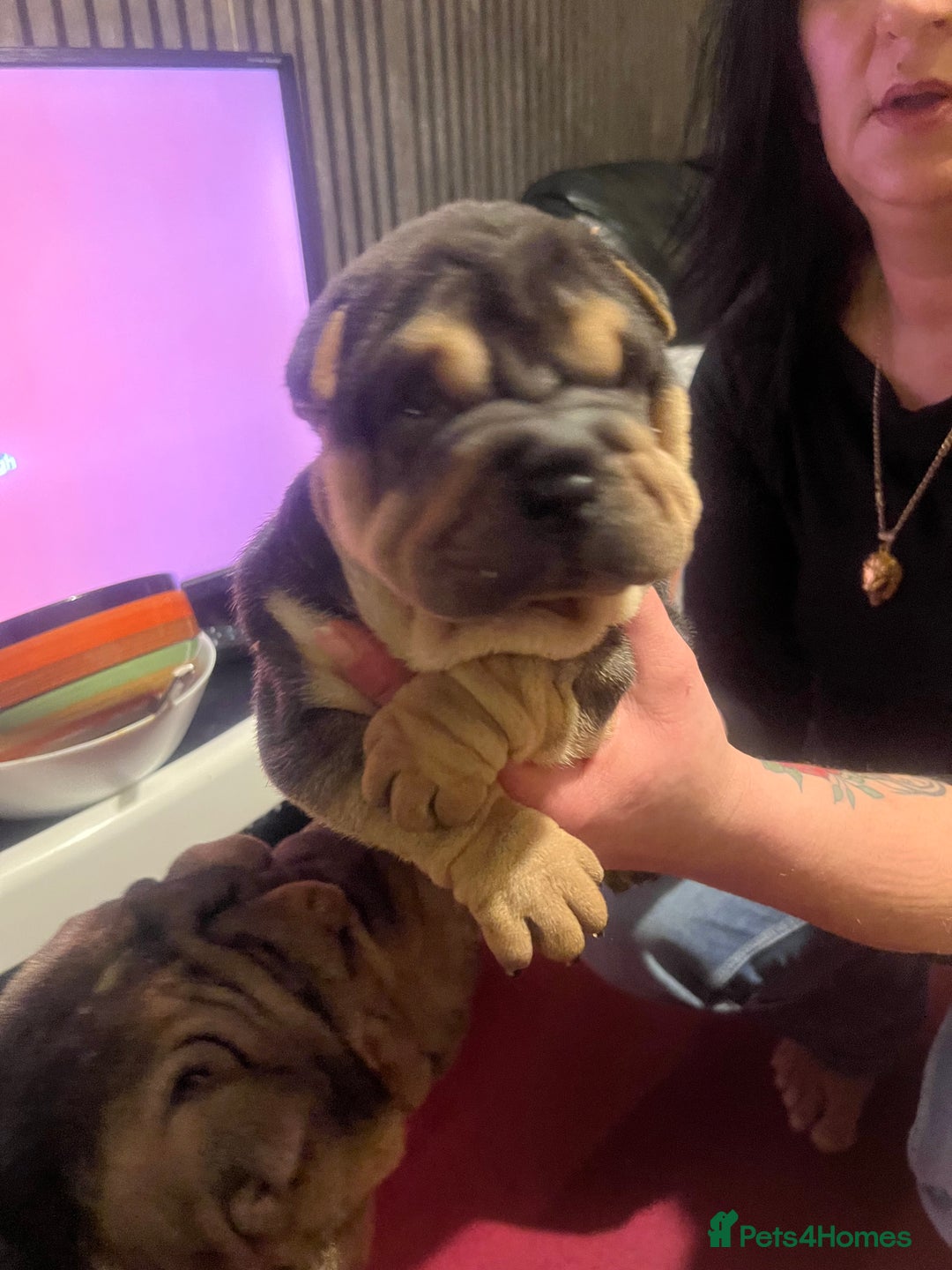 Shar Pei dogs for sale: Adorable Chinese Shar-Pei Puppies for Sale! - Advert 2