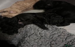 Cockapoo dogs for sale: Cockapoo puppies 3 girls 3 boys  - Image 15