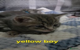 Mixed Breed cats for sale: Beautiful kittens  - Image 7