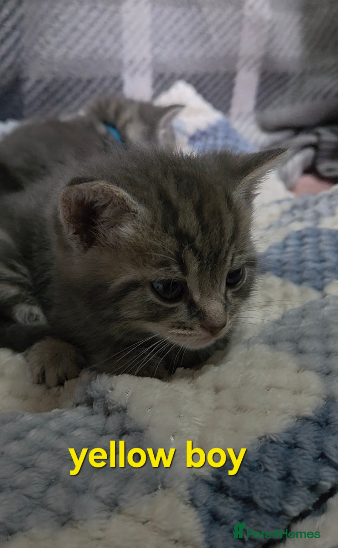 Mixed Breed cats for sale: Beautiful kittens  - Image 7