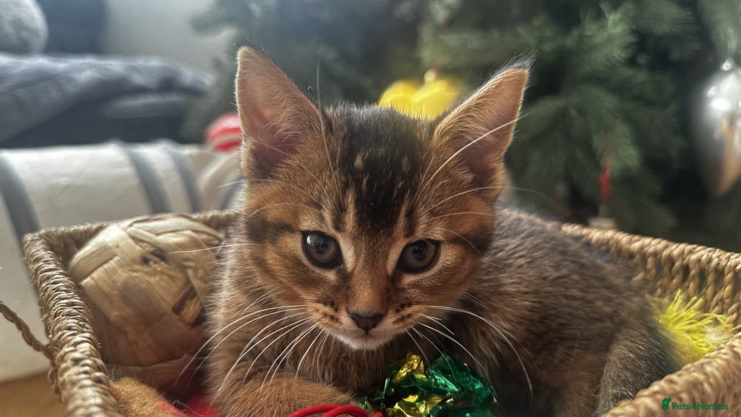 Abyssinian cats for sale: Abyssinian Cross British Blue - Advert 10