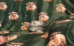 Persian cats for sale: ✨ Stunning Persian Kitten – Female – Ready Now 🌟 - Image 6