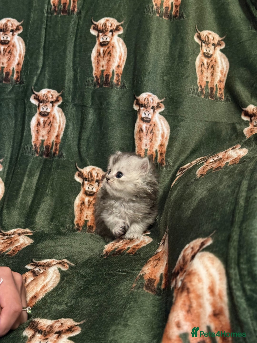 Persian cats for sale: ✨ Stunning Persian Kitten – Female – Ready Now 🌟 - Image 6