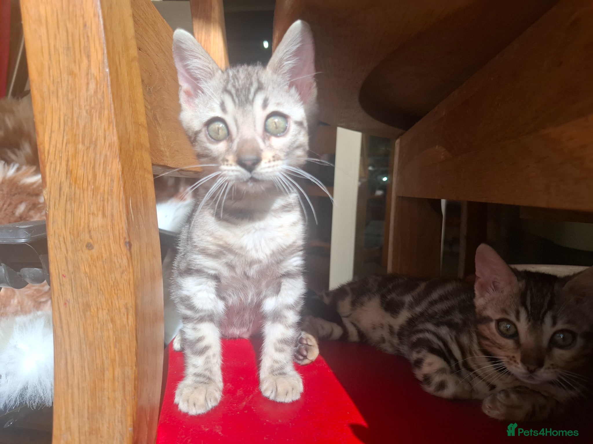 Bengal cats Outstanding Bengal Kittens – 5★ Licensed Cattery - Advert 1