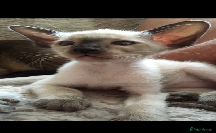 Siamese cats - Advert 1