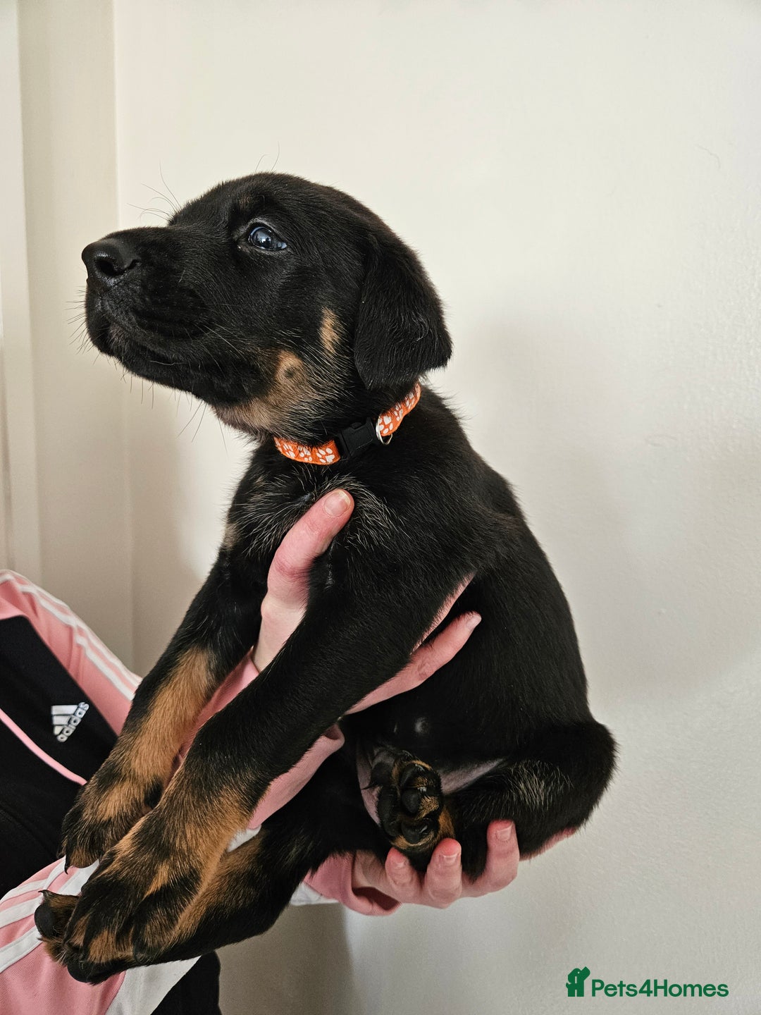 Mixed Breed dogs for sale: Beautiful black German shepherd x doberman  - Advert 21