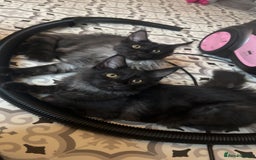 Maine Coon cats for sale: beautiful mainecoon sisters  - Image 15