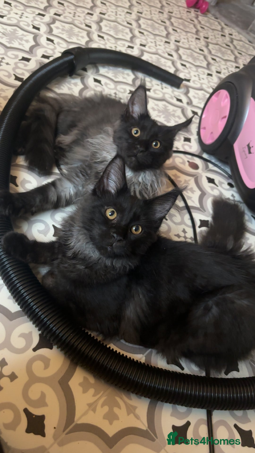 Maine Coon cats for sale: beautiful mainecoon sisters  - Image 15