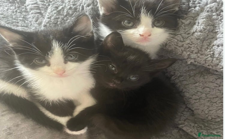 Mixed Breed cats - Advert 4