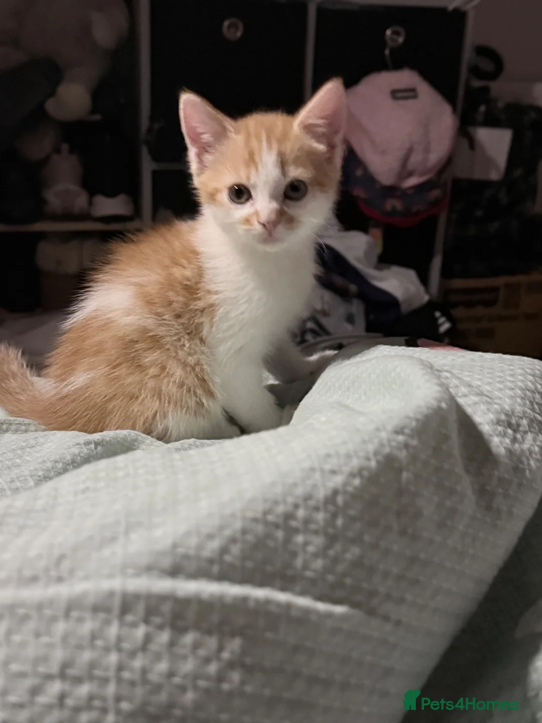 Mixed Breed cats for sale: Adorable kitten - Advert 10