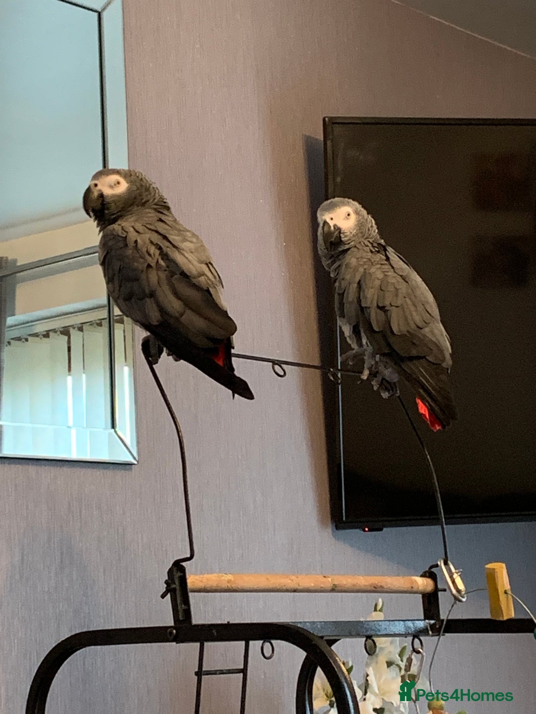 Parrots birds for sale: Our 2 loving African greys  - Advert 16