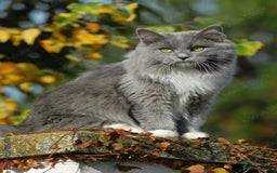 Ragdoll cats for sale: Solid Ragdoll - Image 2
