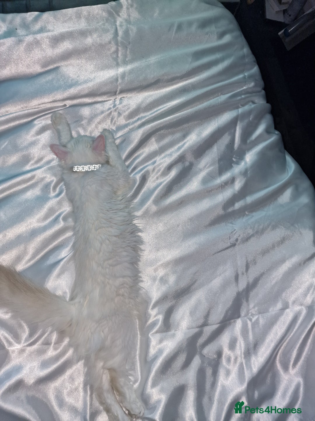 Ragdoll cats for sale: My buddy - Image 1