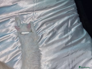 Ragdoll cats - Advert 36