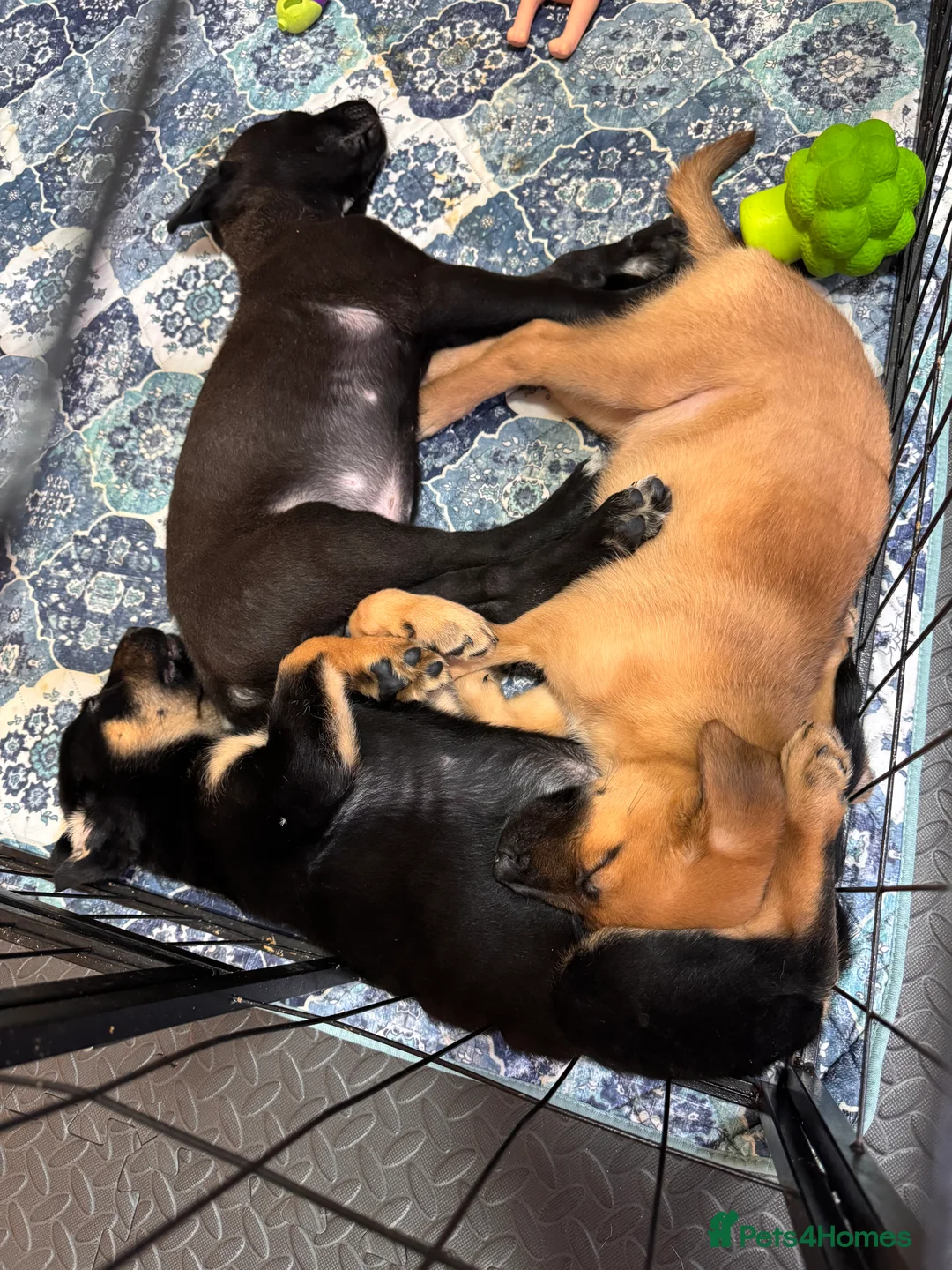 Mixed Breed dogs for sale: RARE BLUE EYE Sholly  ** tiff x Husky  - Advert 8