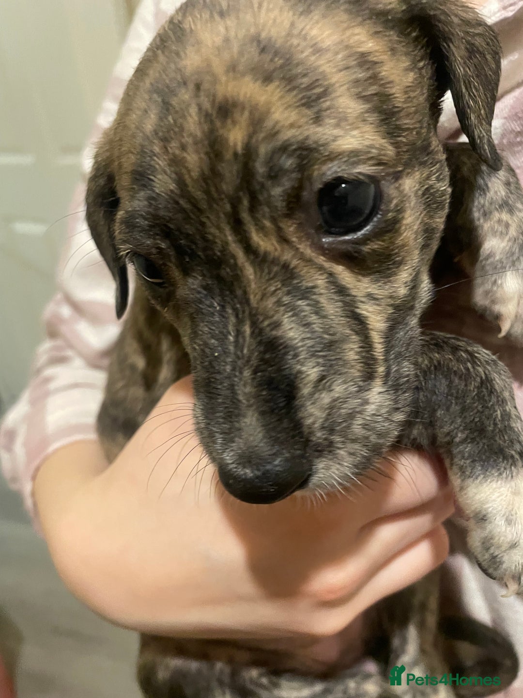 Lurcher dogs for sale: Greyhound/deerhound brindle lurchers - Advert 2