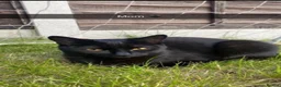 Mixed Breed cats for sale: Beautiful cuddly sweet kittens  - Advert 9