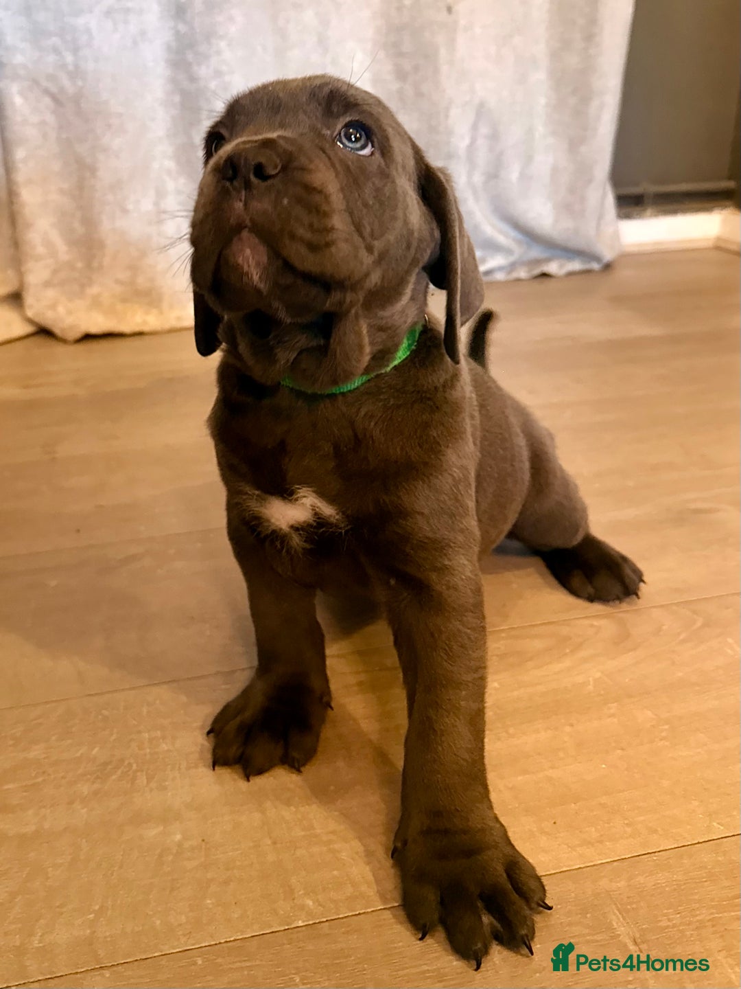 Cane Corso dogs for sale: Exceptional, Champion Bloodline Cane Corso Puppies - Advert 2