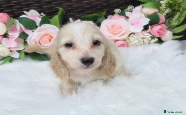 Miniature Dachshund dogs - Advert 4
