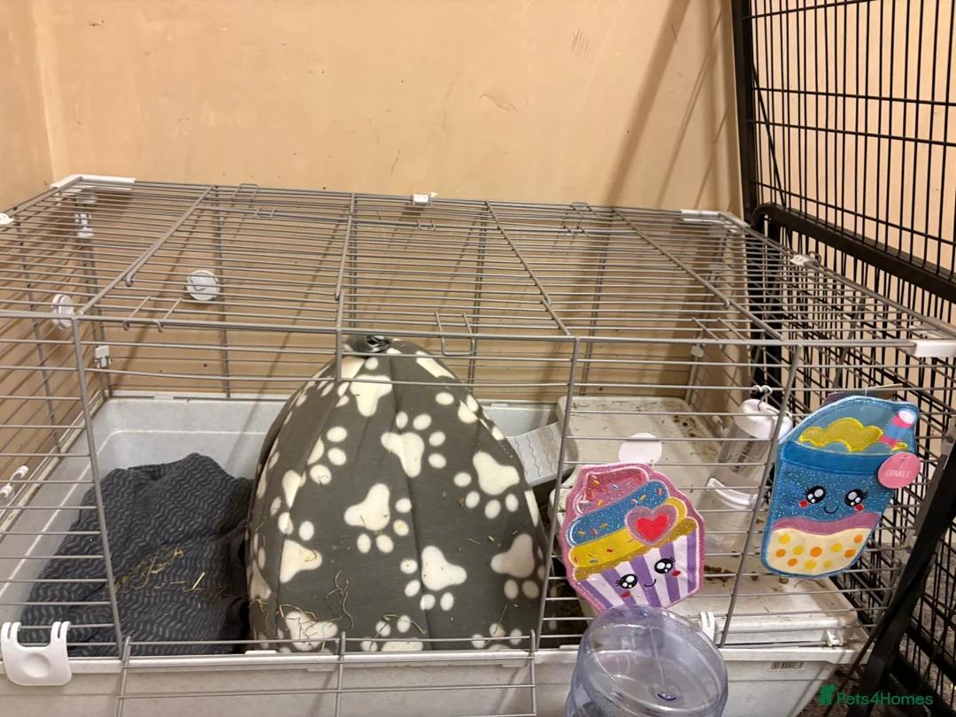 Dutch rabbits for sale: 4 month bunny+ all accessories for sale in Spennymoor - Advert 5