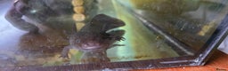 Axolotl reptiles for sale: 4 young Axolotls. Three leucistic/ one wild type.  - Advert 4
