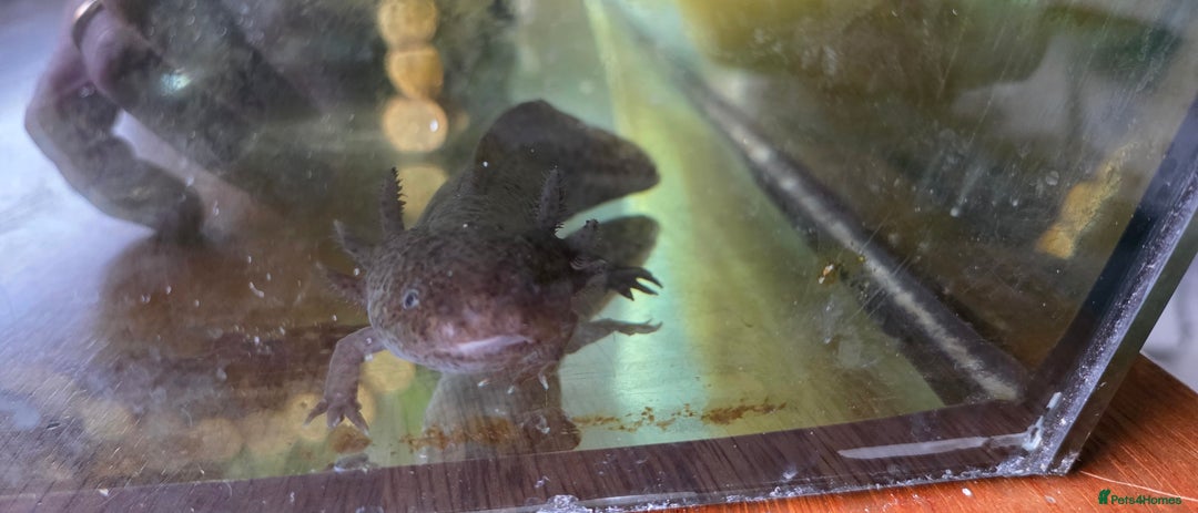 Axolotl reptiles for sale: 4 young Axolotls. Three leucistic/ one wild type.  - Advert 4