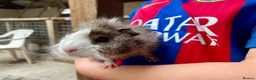 Guinea Pig rodents for sale: 10 week old male guinea pigs in Torrington - Advert 17
