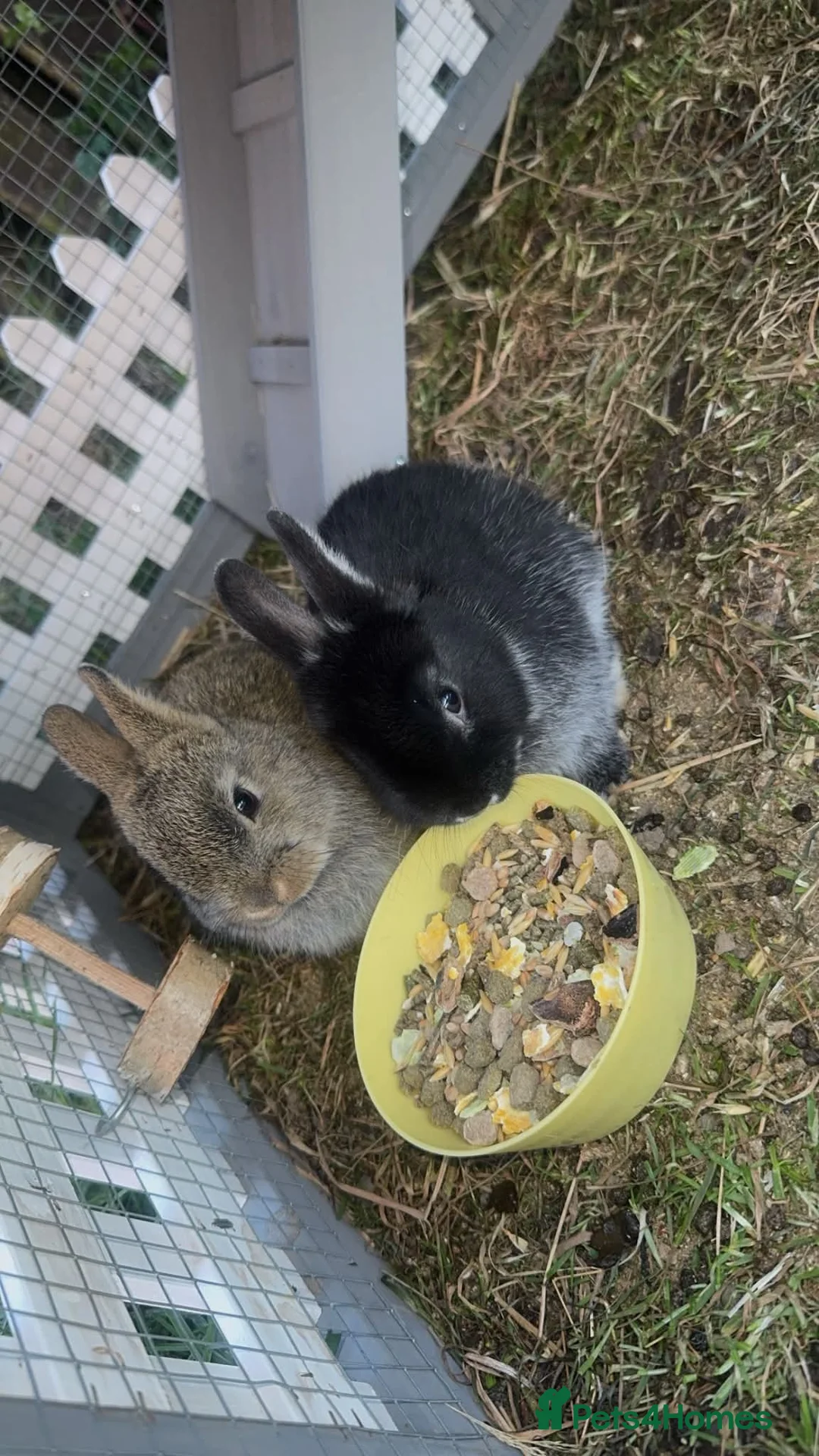 Netherland Dwarf rabbits for sale: Netherland dwarf rabbits  - Advert 4
