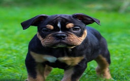 Olde English Bulldogge dogs for sale: Olde English Bulldog puppies (Reduced) - Image 16