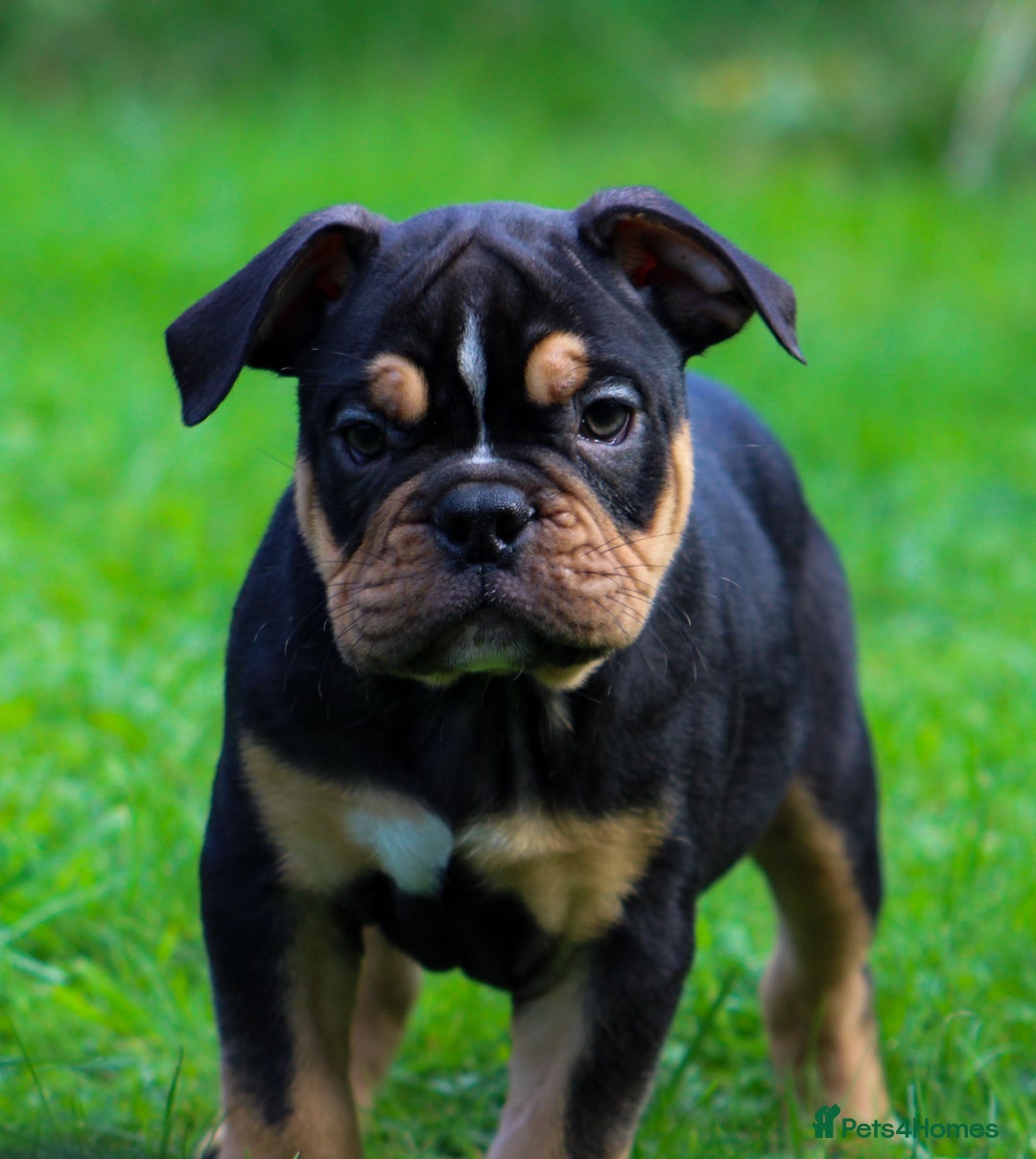 Olde English Bulldogge dogs for sale: Olde English Bulldog puppies (Reduced) - Image 16