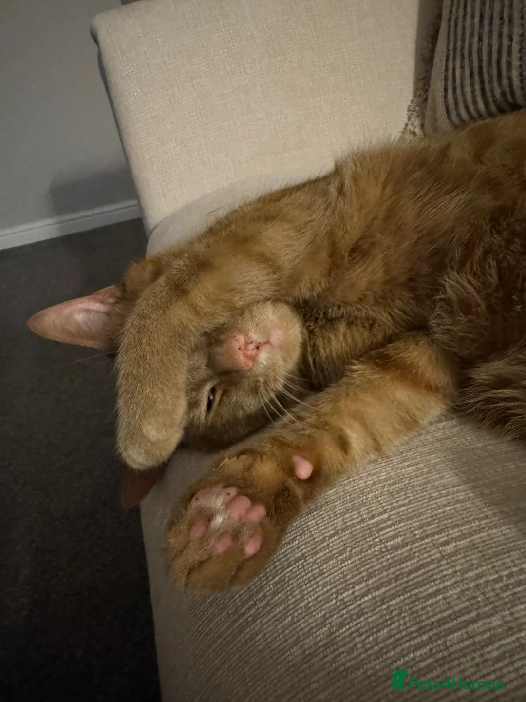 British Shorthair cats for sale: Reggie. Young Male Ginger Tabby - Advert 2