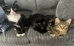 Bombay cats for sale: Adorable 3 Healthy kittens ready for new homes - Image 12
