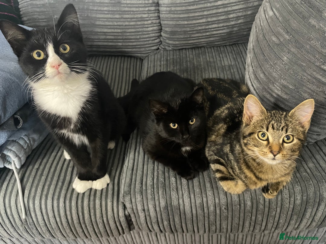 Bombay cats for sale: Adorable 3 Healthy kittens ready for new homes - Image 12