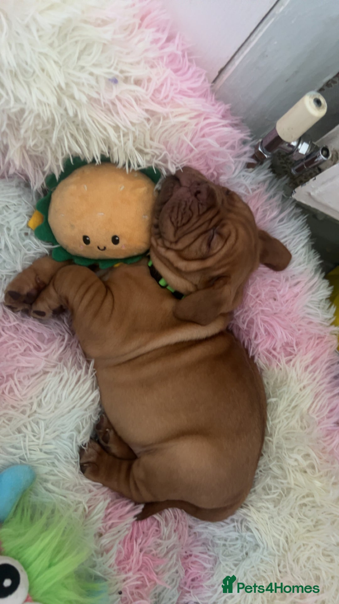 Dogue De Bordeaux dogs for sale: 2 BITCHES!LEFTFULL PEDIGREE 🦁 dogue de Bordeaux  - Advert 7