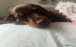 Miniature Dachshund dogs for stud: Miniature dachshund for stud - Advert 14