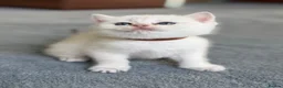 British Shorthair cats for sale: British sh odd/blue eyed adorable kittens GCCF  - Advert 37