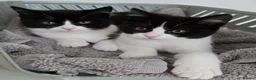 Mixed Breed cats for sale: Two adorable kittens are looking for a loving home in Kilmarnock - Advert 2
