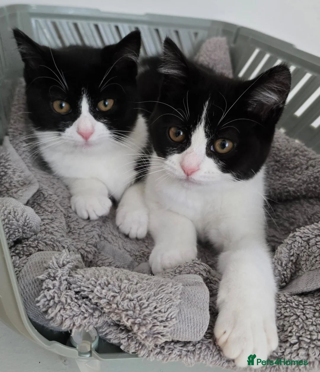 Mixed Breed cats for sale: Two adorable kittens are looking for a loving home in Kilmarnock - Advert 2