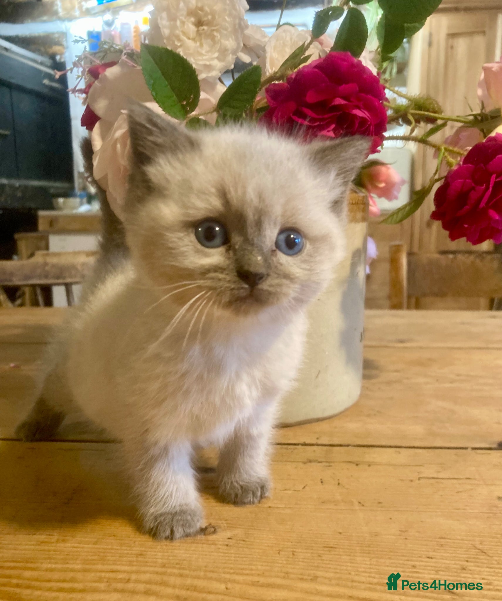 Ragdoll cats GORGEOUS Ragdoll X kittens  - Advert 1