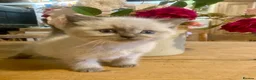 Ragdoll cats for sale: GORGEOUS Ragdoll X kittens  - Advert 1