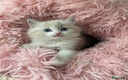 Ragdoll cats for sale: Seal Lynx Bi colour Female  - Image 3