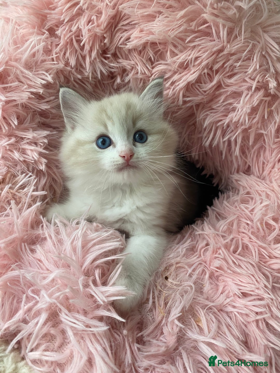 Ragdoll cats for sale: Seal Lynx Bi colour Female  - Image 3