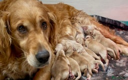 Golden Retriever dogs for sale: Golden Retriever Puppies Health Tested parents  - Image 3