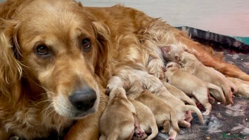 Golden Retriever dogs - Advert 3