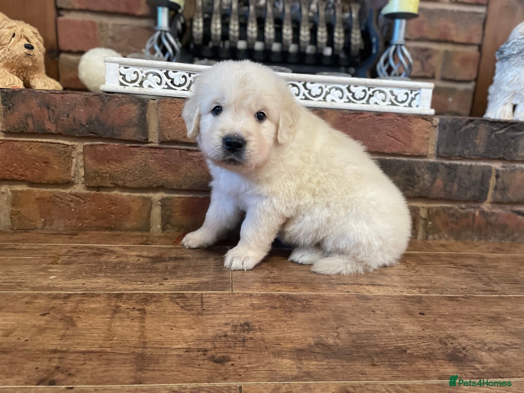 Golden Retriever dogs for sale: KC Reg Cream Boys from health tested parents.  - Advert 1