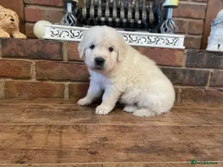 Golden Retriever dogs KC Reg Cream Boys from health tested parents. - Advert 4