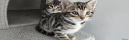 Bengal cats for sale: Bengal Mixed Kittens - Advert 2
