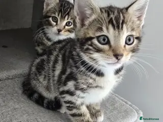 Bengal cats Bengal Mixed Kittens - Advert 1