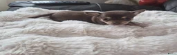 Chihuahua dogs for sale: Beautiful Full Pedigree Chihuahuas - Advert 3