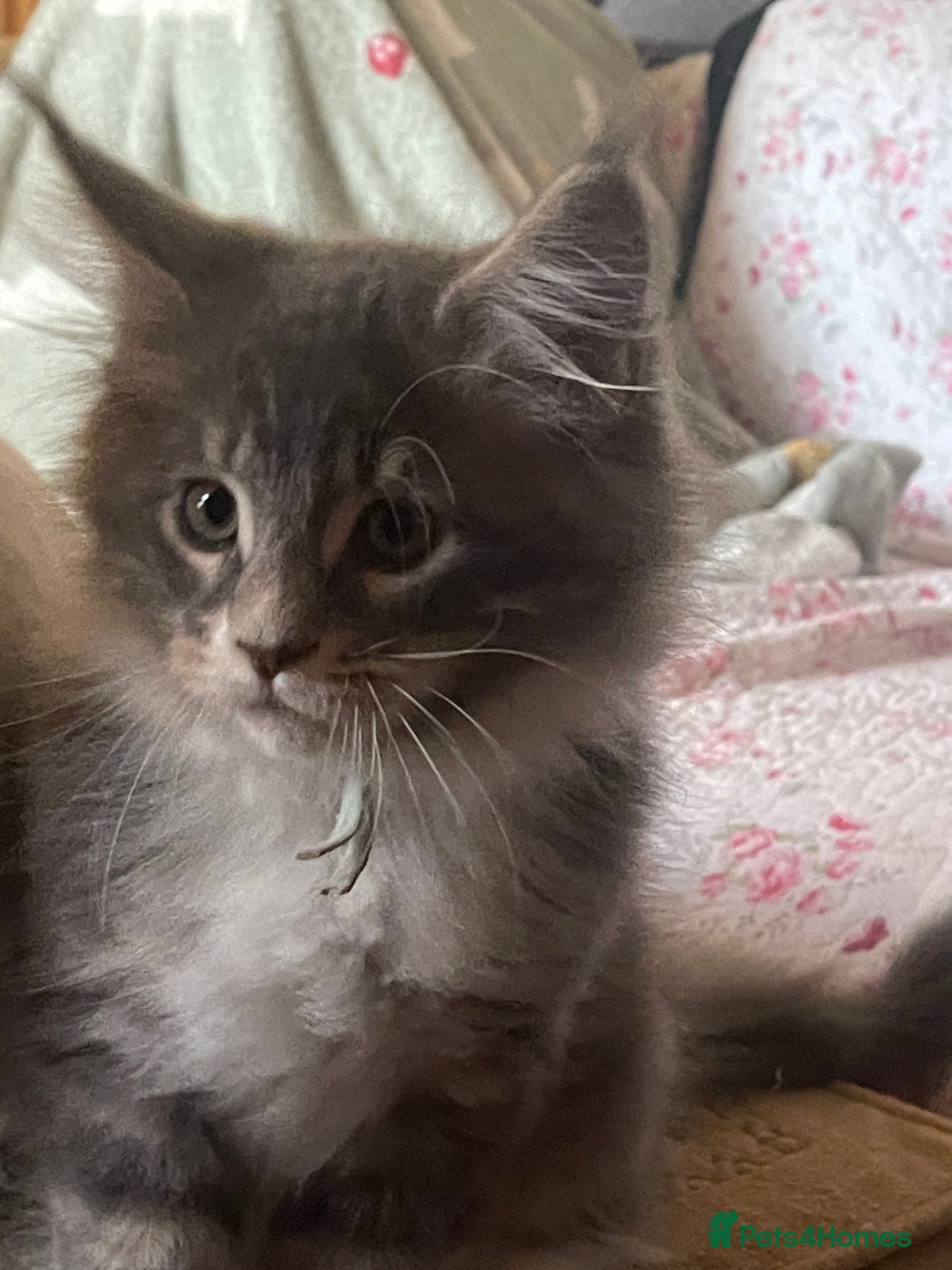 Maine Coon cats for sale: Full Maine Coon Kittens Ready Now - Advert 16